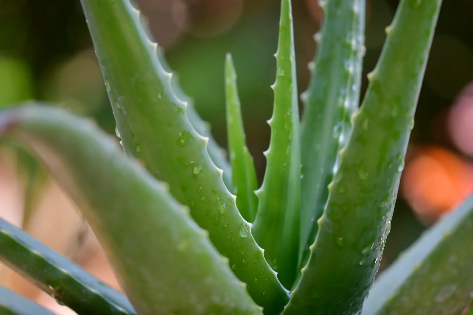 Aloe Vera et couperose : notre avis sur ce traitement naturel !